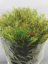 Acacia Howittii (Chiaro di Luna) Green