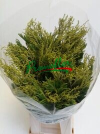 Acacia Tournaire Green