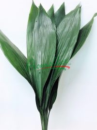 Aspidistra Elatior