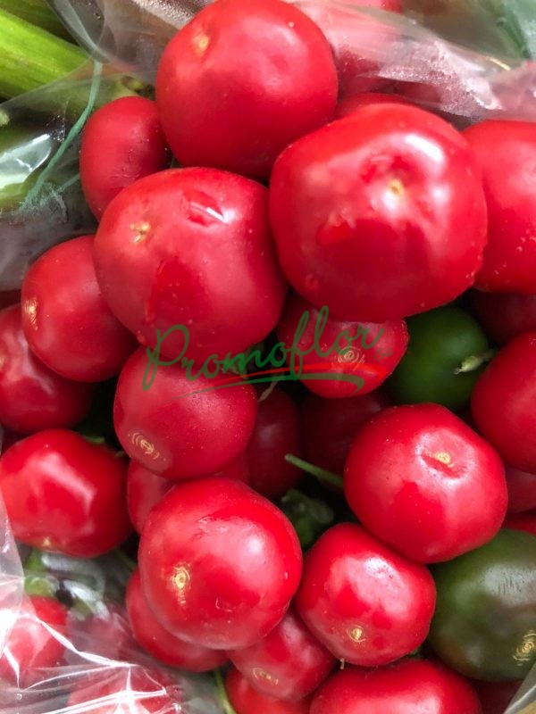 Capsicum annuum "Cherry"