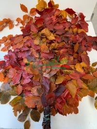 Fagus Autumn Preserved