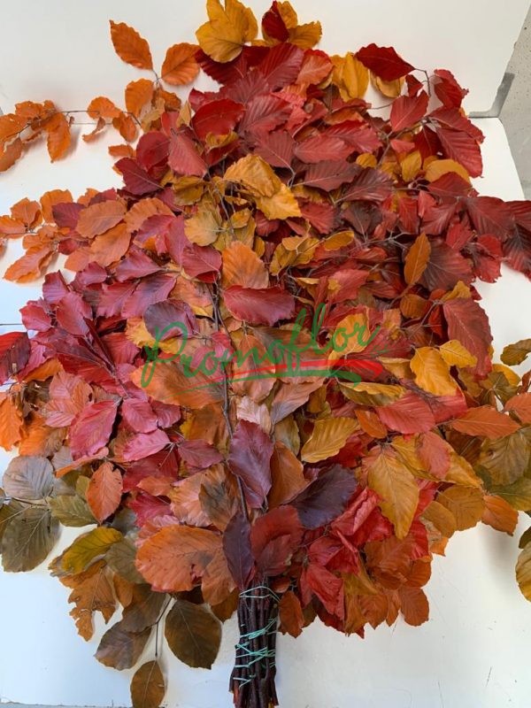 Fagus Autumn Preserved