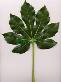 Fatsia Japonica (Aralia)