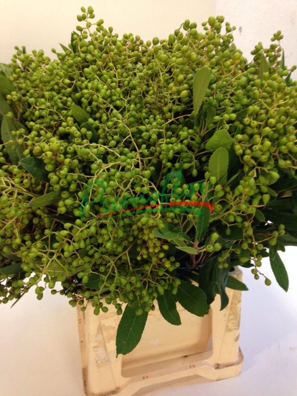 Ligustrum