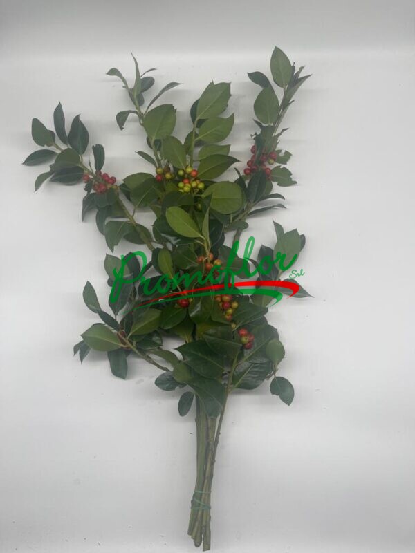 Ilex Aquifolium