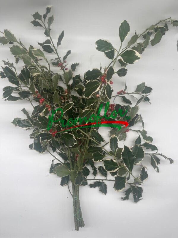 Ilex Aquifolium Variegated