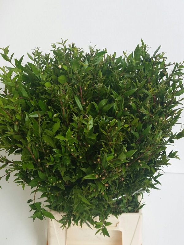 Myrtus