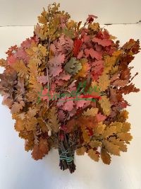 Quercus Autumn Preserved