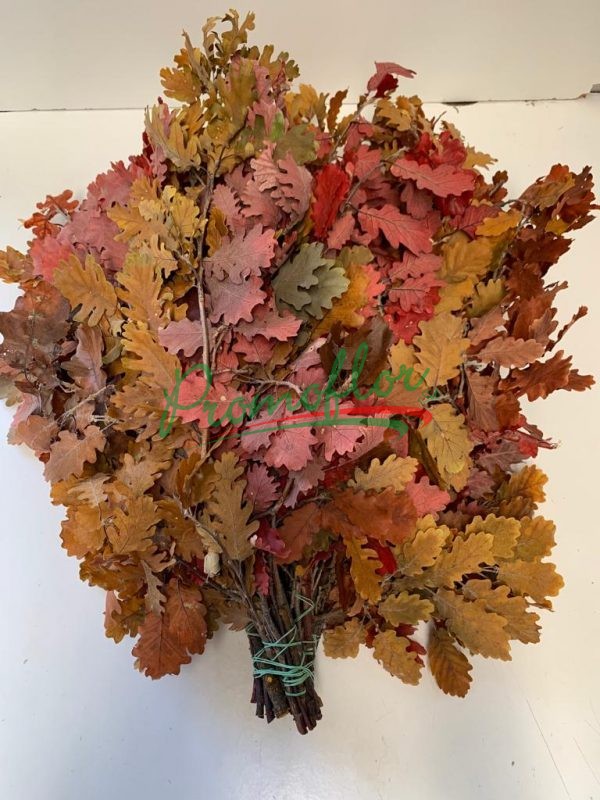 Quercus Autumn Preserved