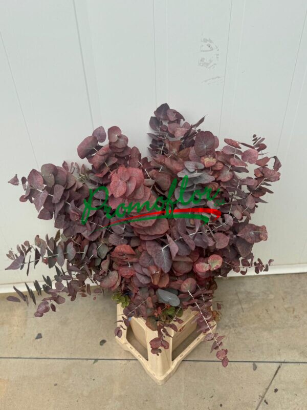 Eucalyptus Stuartiana Red Absorbed