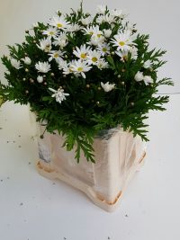 Leucanthemum vulgare