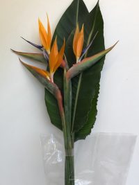 Strelitzia Reginae