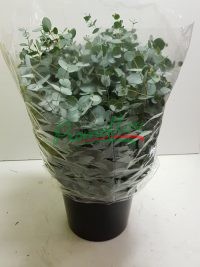 Eucalyptus Gunnii short