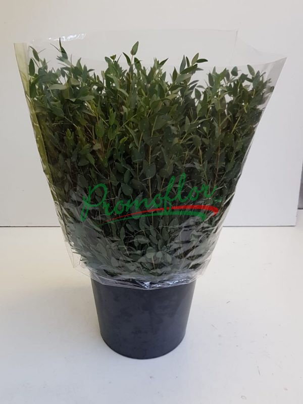 Eucalyptus Parvifolia short