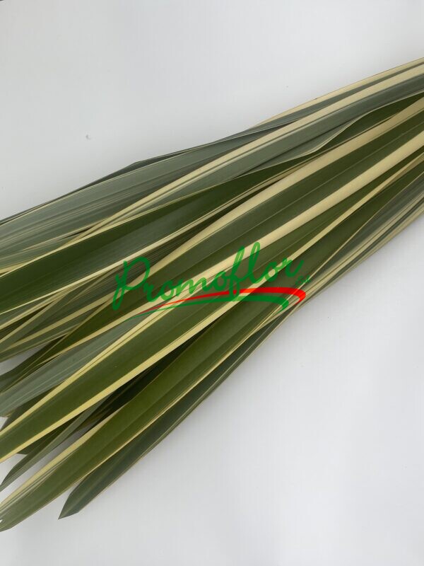 Phormium