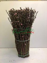 Prunus Short