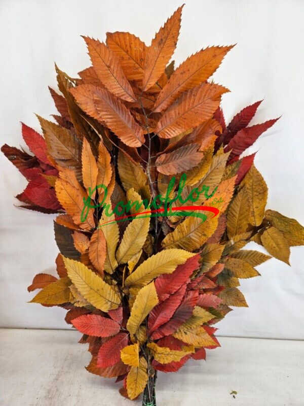 Castanea Preserved Autumn