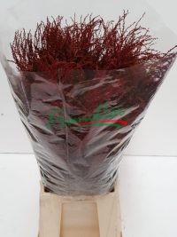 Acacia Turner Red Absorbed