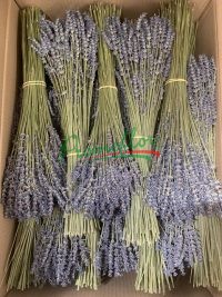 Dry Lavendula