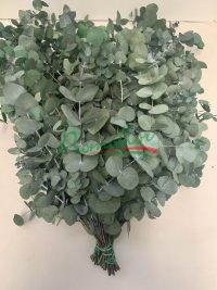 Eucalyptus Cinerea Green Preserved