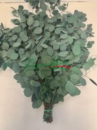 Eucalyptus Populifolia Green Preserved