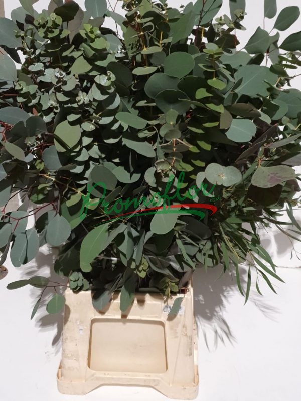 Eucalyptus mix